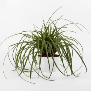 Top 10 Best Indoor Plants for Air Purification In India 10