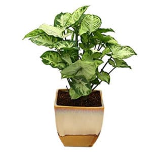 Top 10 Best Indoor Plants for Air Purification In India 9