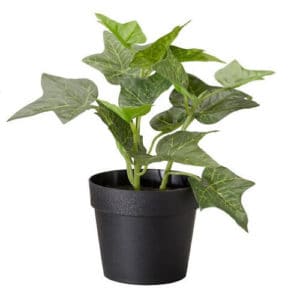 Top 10 Best Indoor Plants for Air Purification In India 2