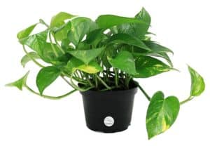 Top 10 Best Indoor Plants for Air Purification In India 6