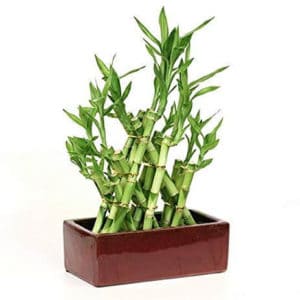 Top 10 Best Indoor Plants for Air Purification In India 8